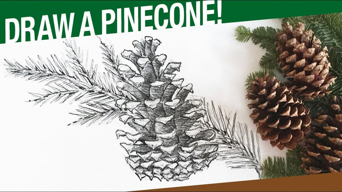 How To Draw A Pinecone & Pine Tree Branch (Winter)