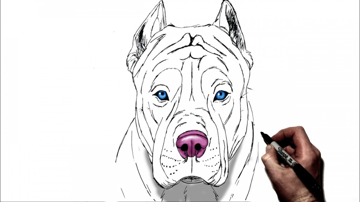 How To Draw A Pitbull  Step By Step