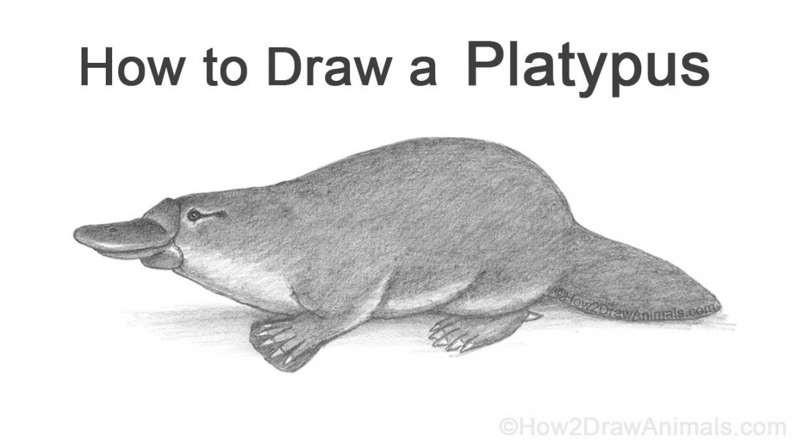 How to Draw a Platypus