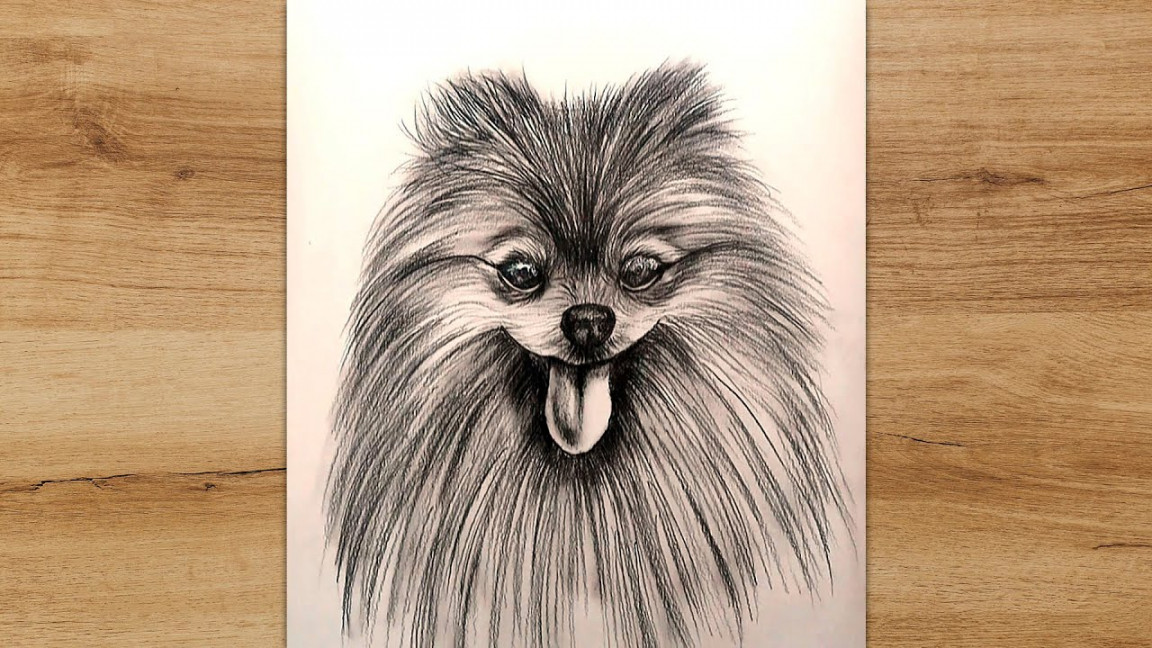 How to Draw a Pomeranian Dog Step by Step  Pencil Sketch for Beginners