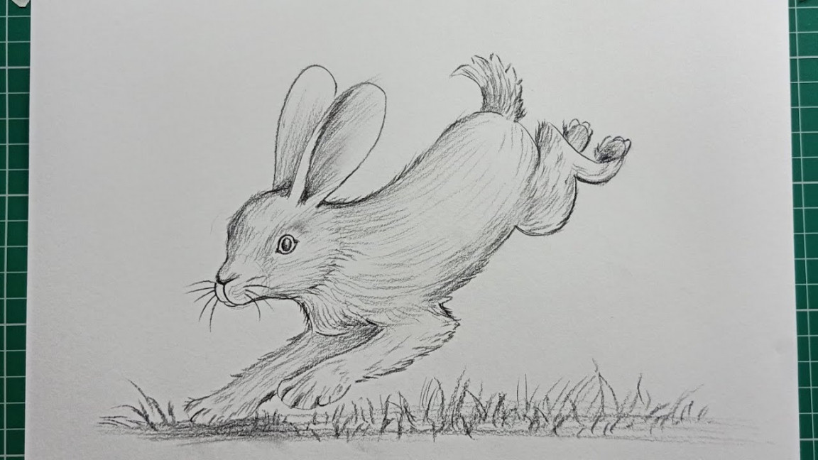 How to draw a rabbit step by step