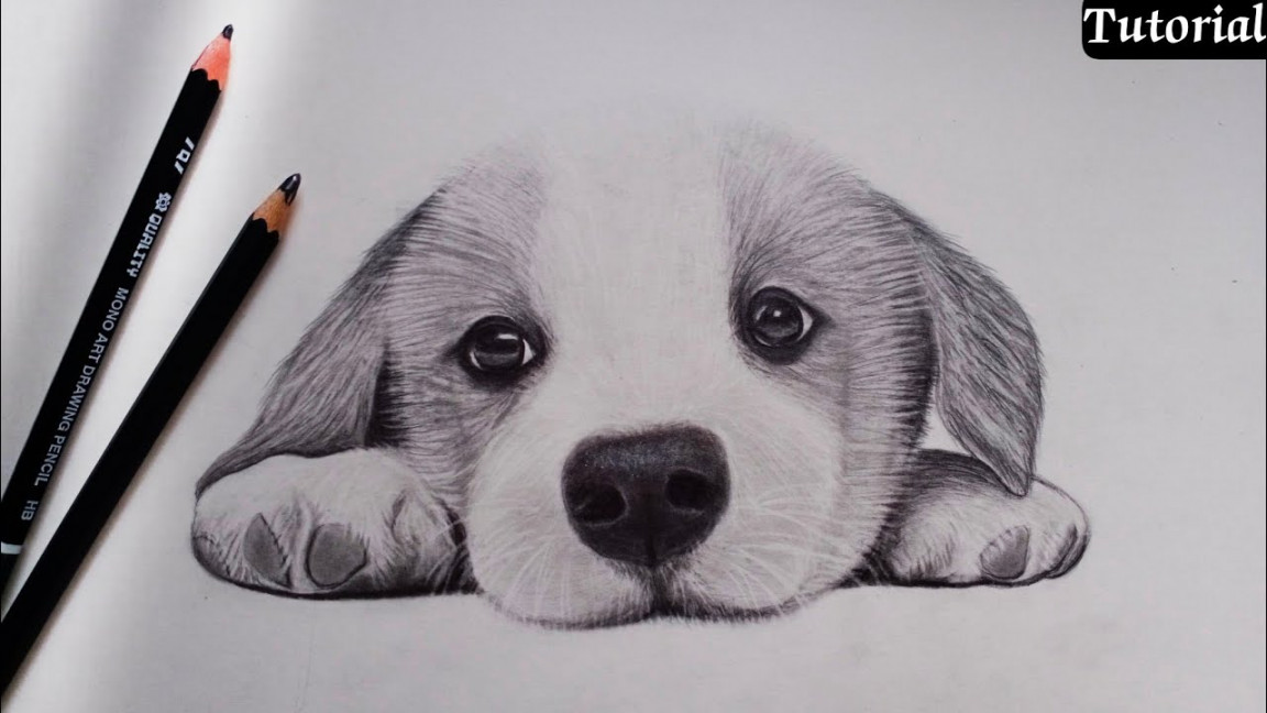 How to draw a Realistic Puppy / LILLY