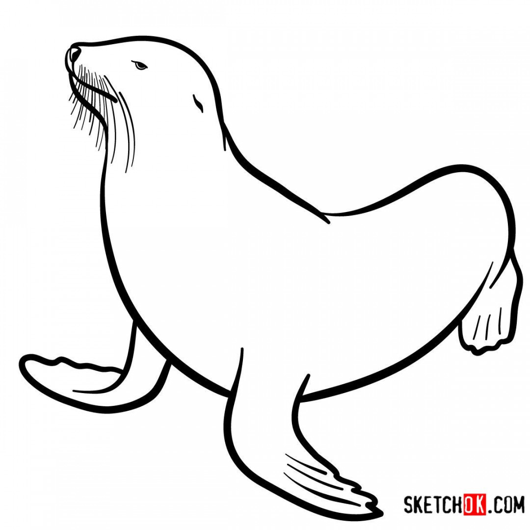 How to draw a Sea lion  Sea Animals  Sea animals, Elephant