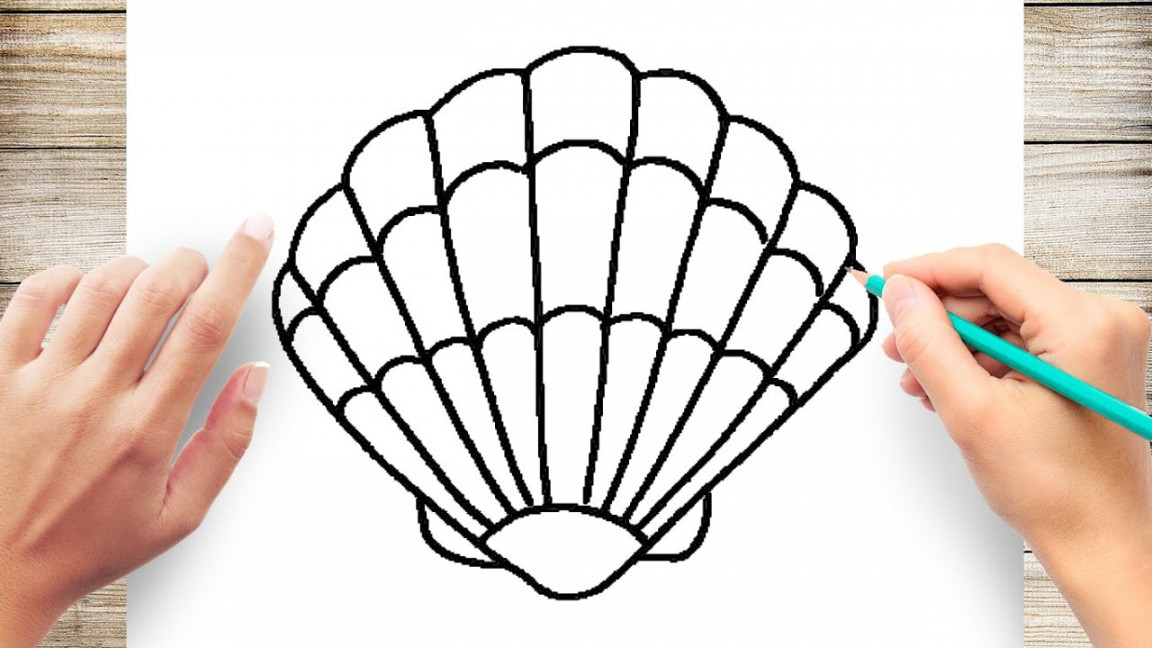 How to Draw a Seashell Step by Step