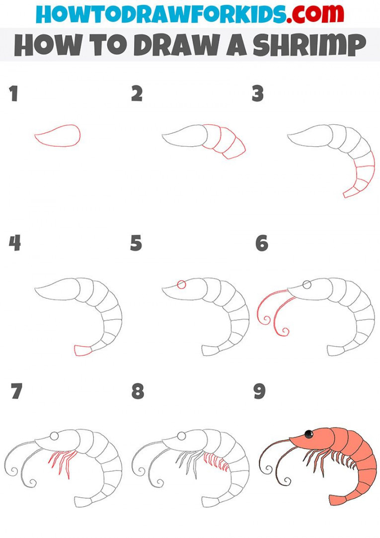 how to draw a shrimp step by step  Shrimp art, Drawings, Sea