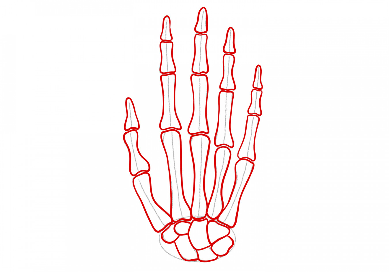 How to Draw a Skeleton Hand  Design School