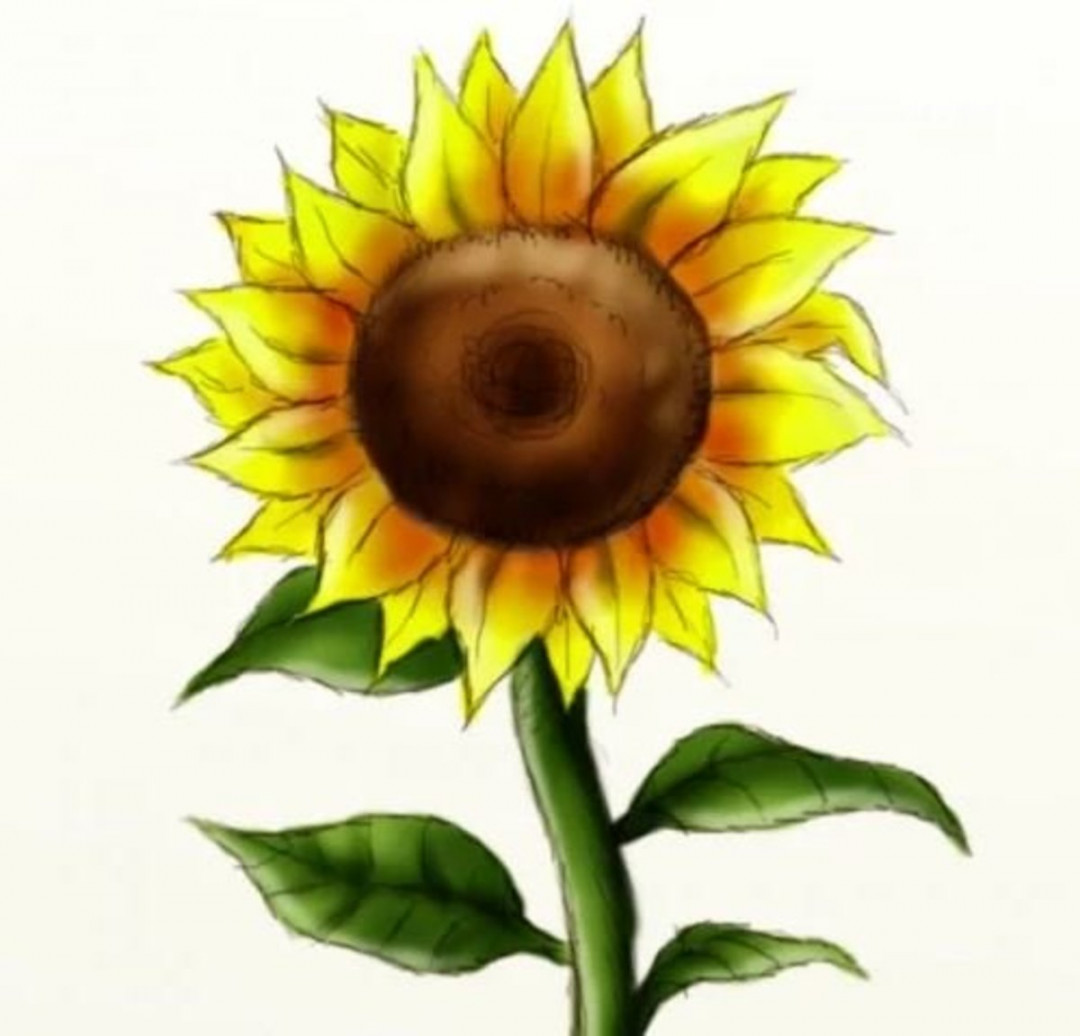 How to Draw a Sunflower (in  Easy Steps) - FeltMagnet