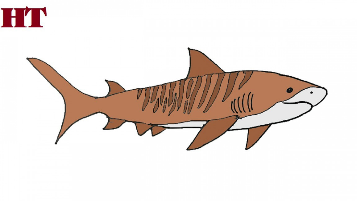 How to draw a tiger shark step by step  Fish drawing easy