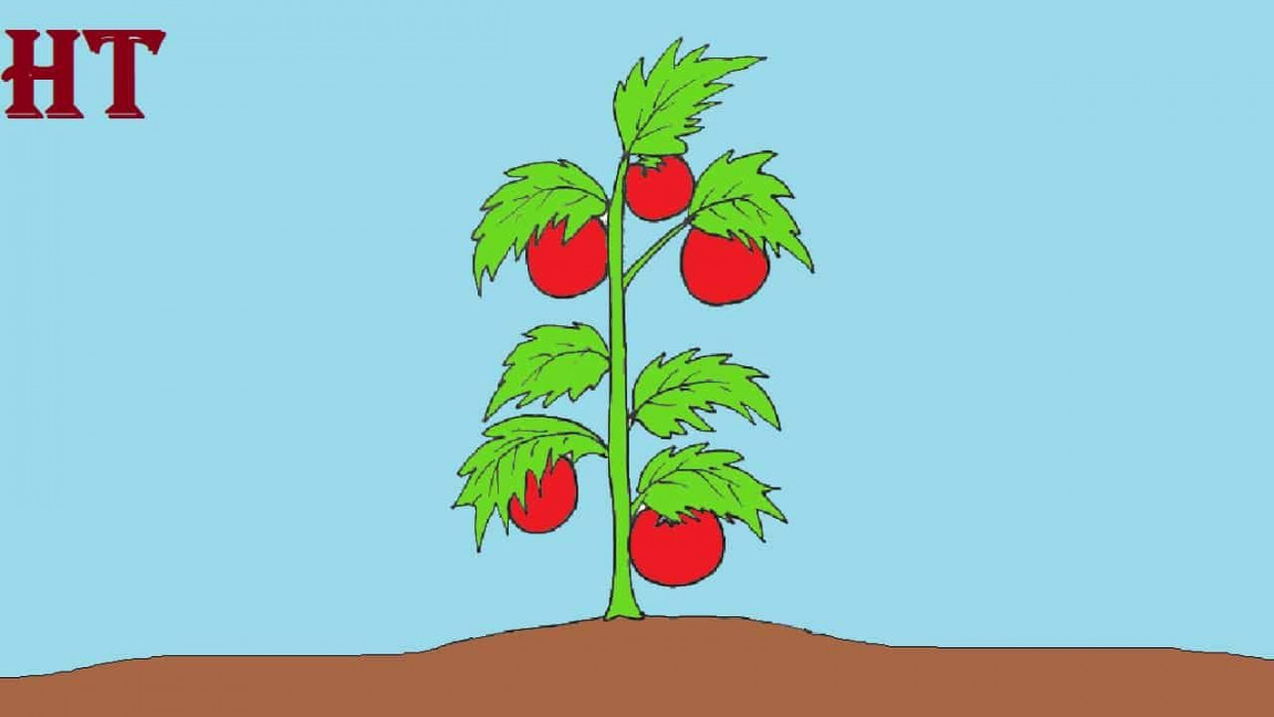 How to draw a Tomato Plant Step by Step  Vegetable drawing, Easy