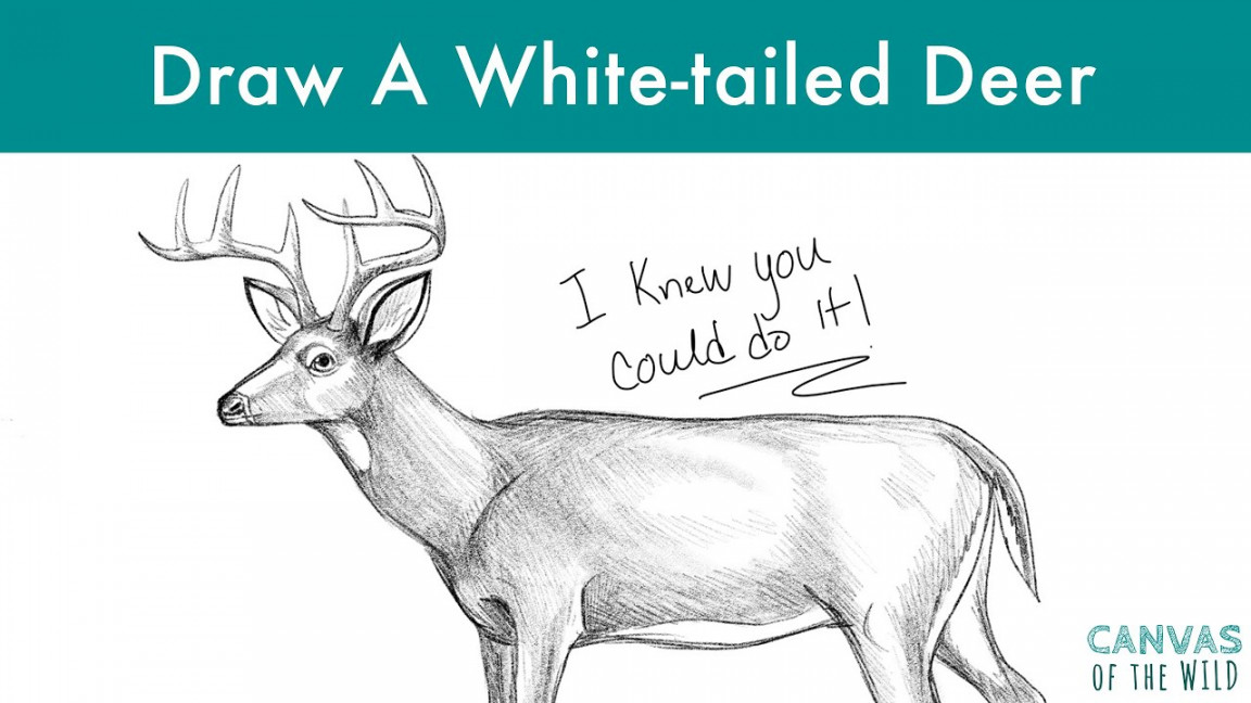 How To Draw A White-tailed Deer