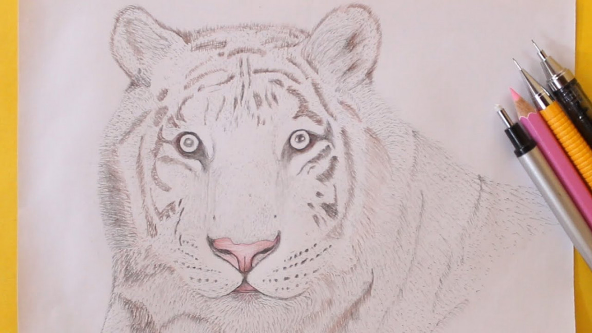 How to Draw a white Tiger easy  How to draw a Tiger Face step by step with  Pencil