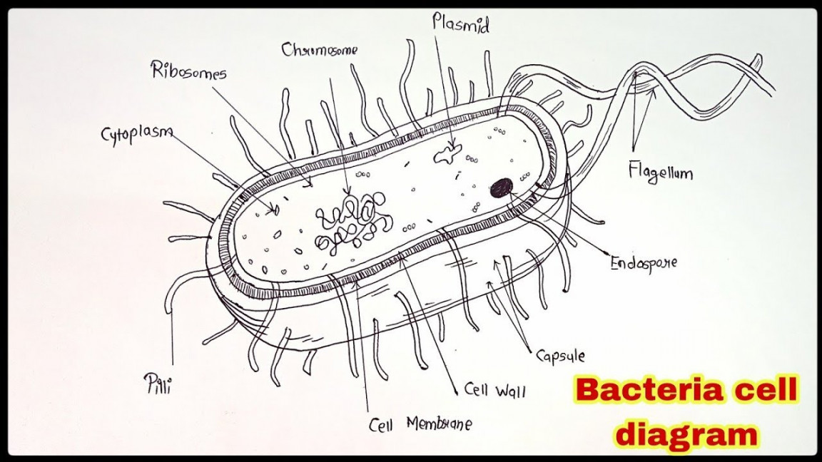 How to draw Bacteria Cell Diagram Easily step by step for beginners !