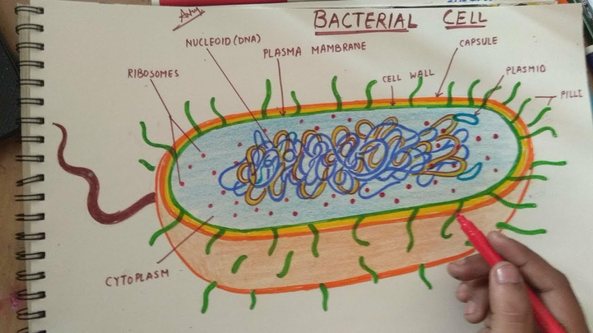 how to draw bacteria cell