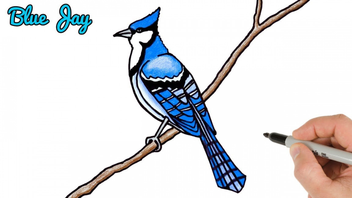 How to draw Blue Jay Bird Easy  Drawing and Coloring Art Tutorial