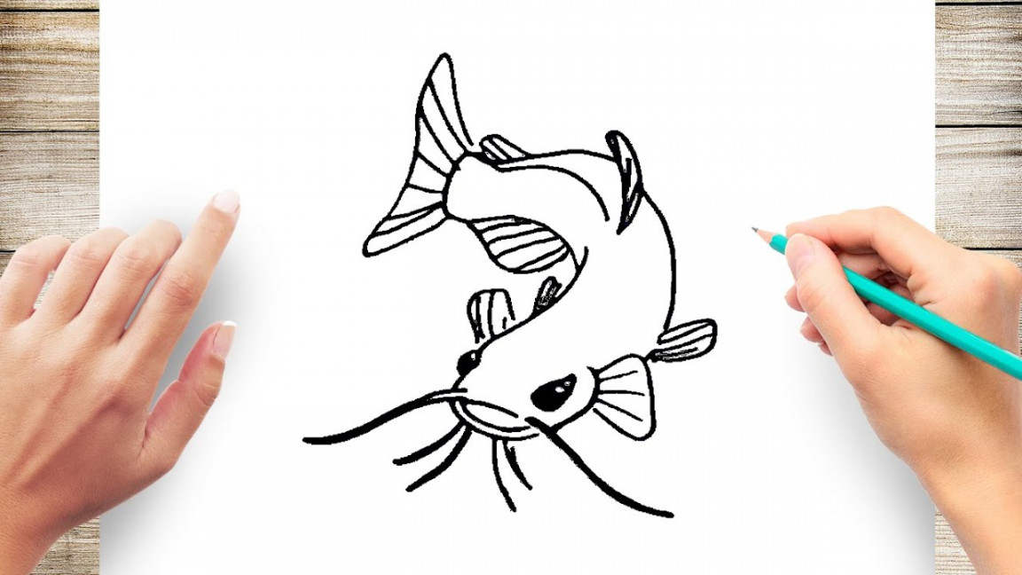 How to Draw CatFish Step by Step for Kids