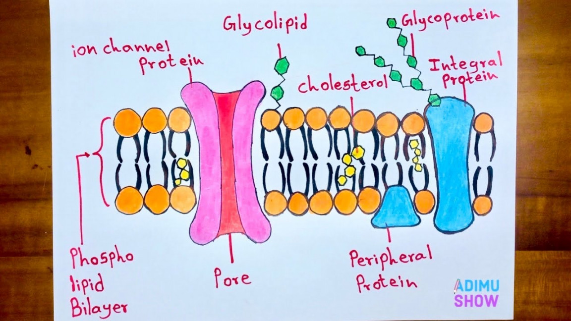 How to Draw Cell Membrane Fluid Mosaic Model Diagram Step by Step Drawing  Tutorial