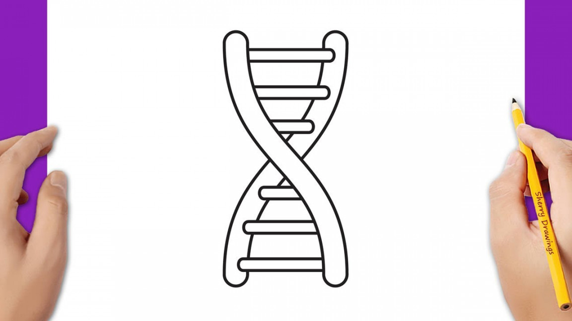 How to draw DNA