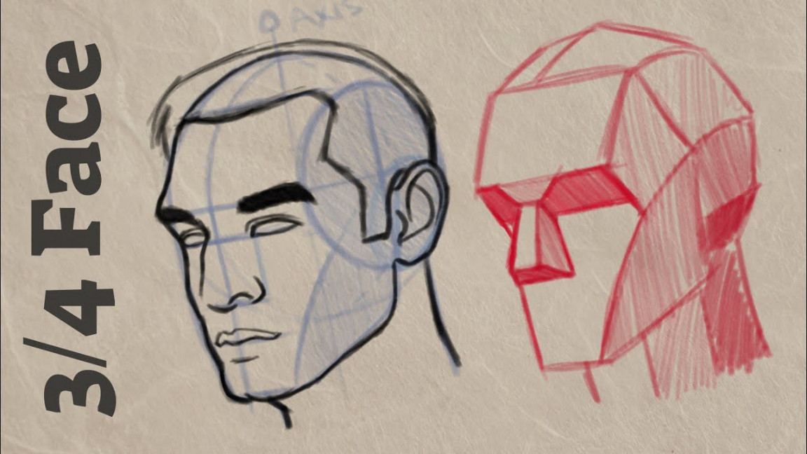 How to Draw / Face LOOMIS Method  Cintiq