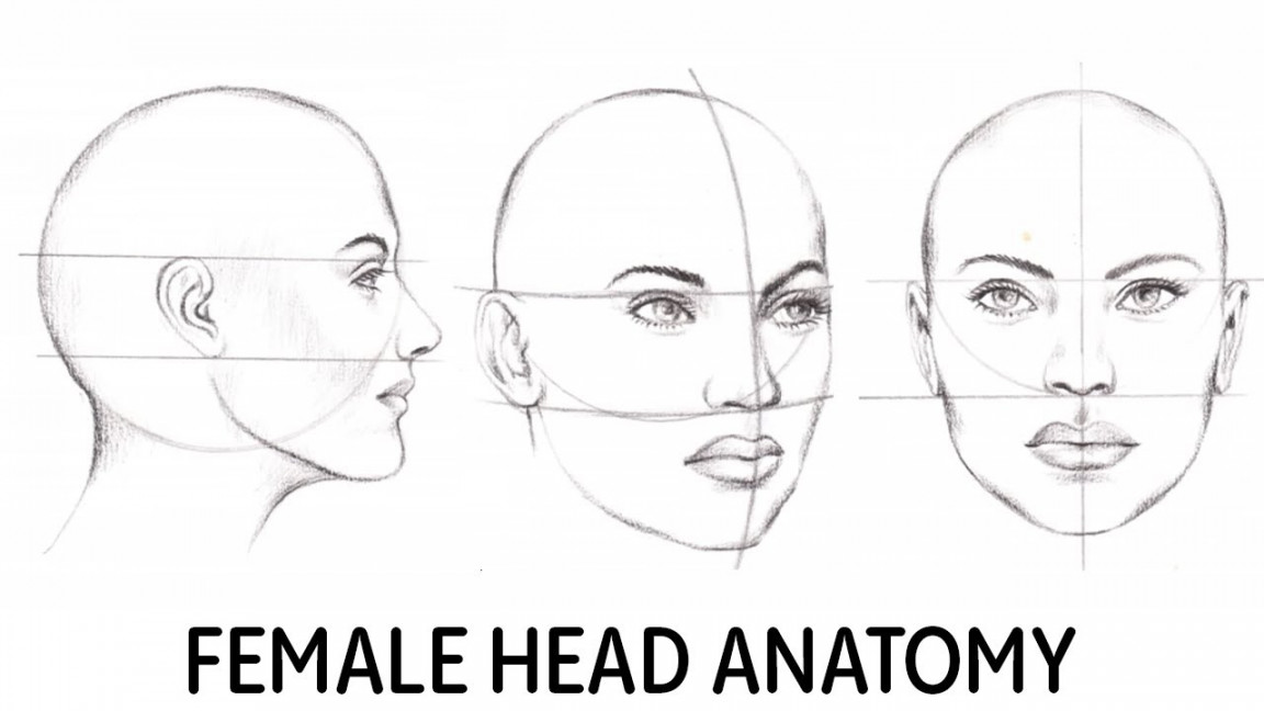 How to draw female head anatomy for beginners.