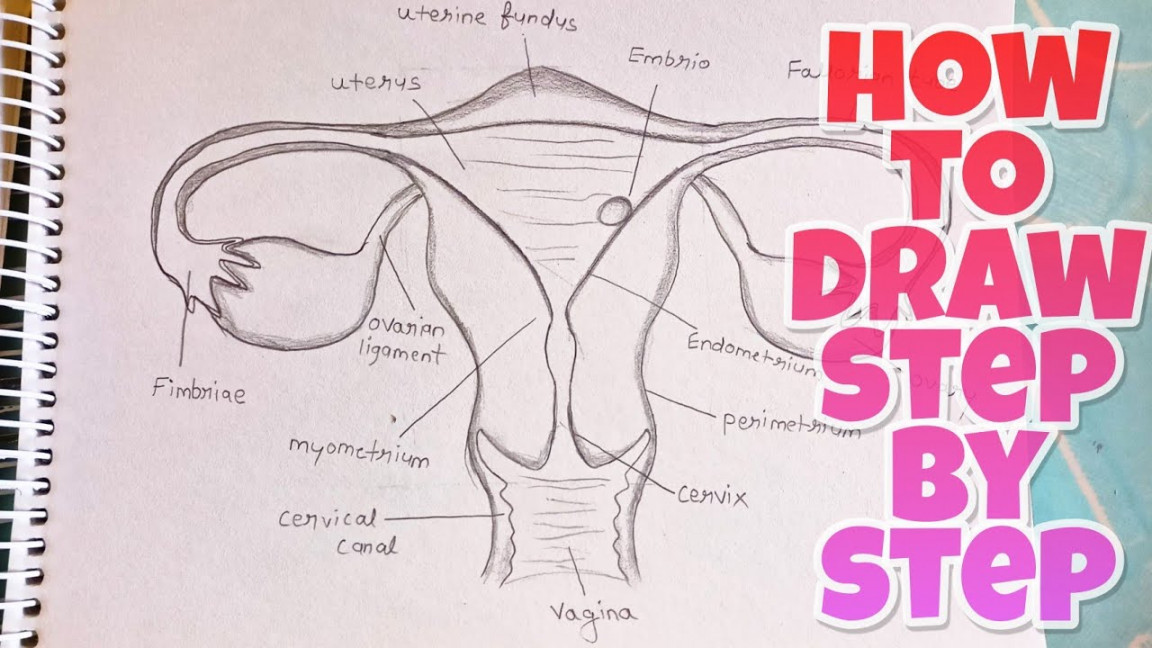 how to Draw Female Reproductive System Diagram step by step Labelled  Diagram