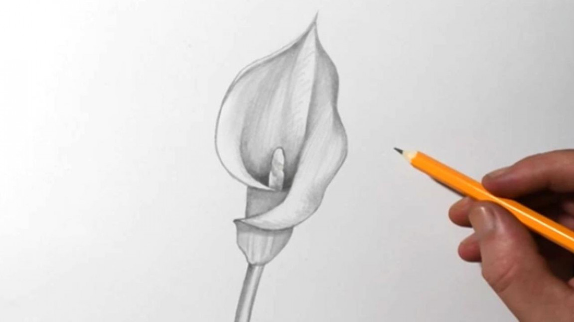 How to Draw Flowers  Calla Lily Pencil Drawing