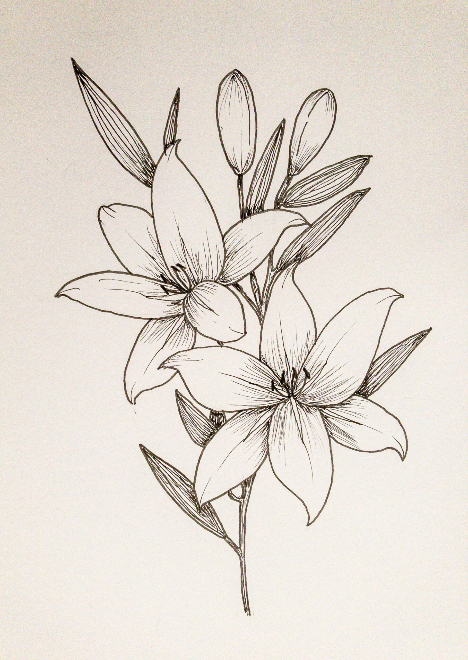 How To Draw Flowers : Lilies Made Easy With A Step By Step Guide