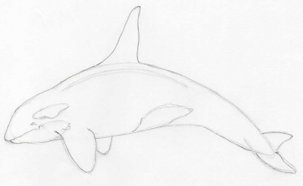 How To Draw Killer Whale