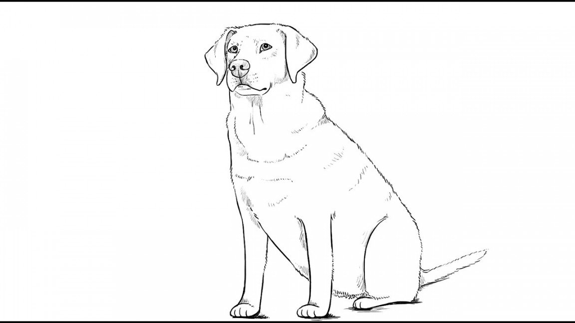 How to draw Labrador Dog