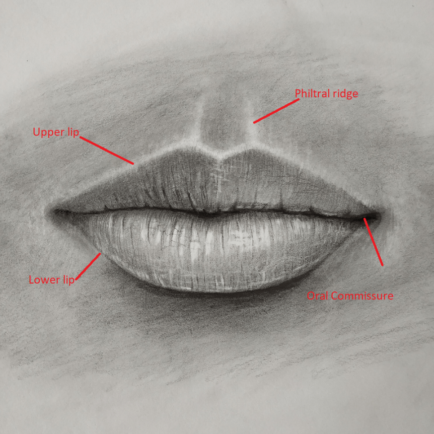 How to draw lips(Front view)? - LOVARTS Lip drawing