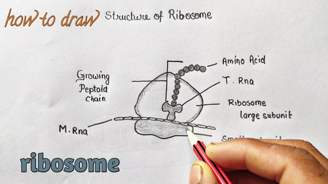 how to draw ribosome diagram easily