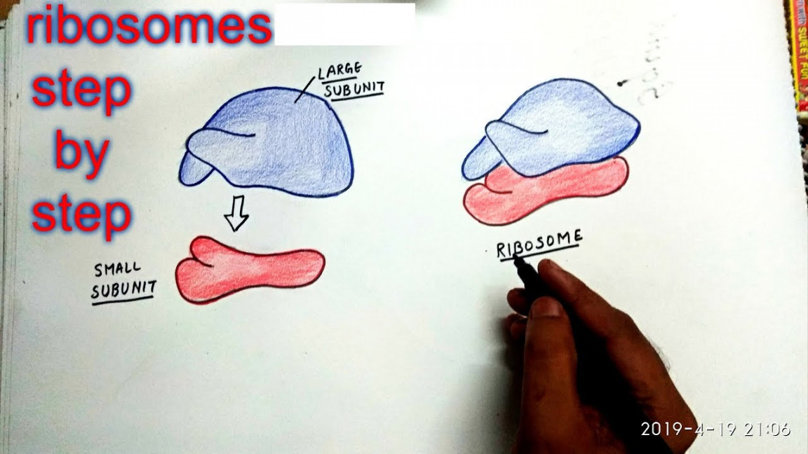 How to draw ribosomes