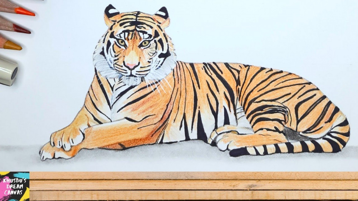 How to draw royal bengal tiger  Tiger drawing step by step  Easy tiger  drawing