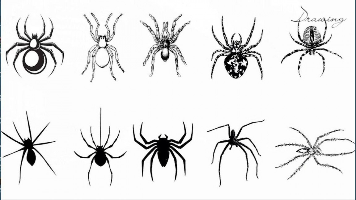 How to draw spider tattoo designs  Draw so cute spider