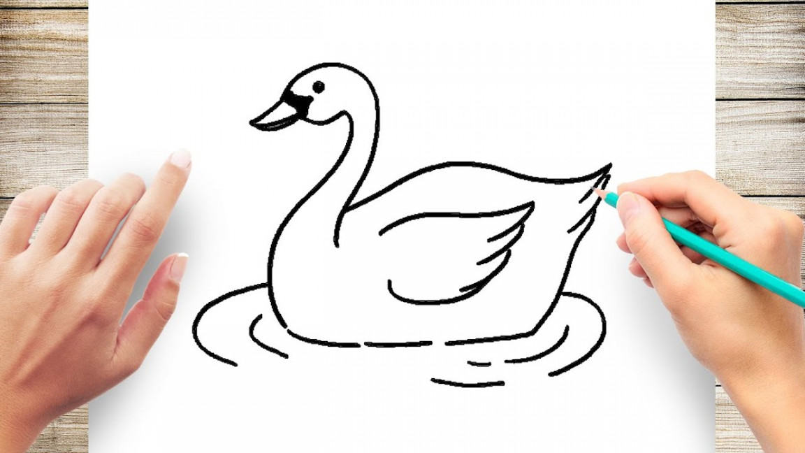 How To Draw Swan Step by Step