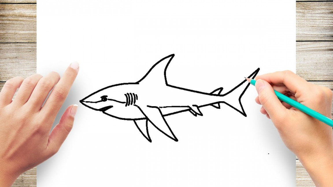 How To Draw White Shark Step by Step