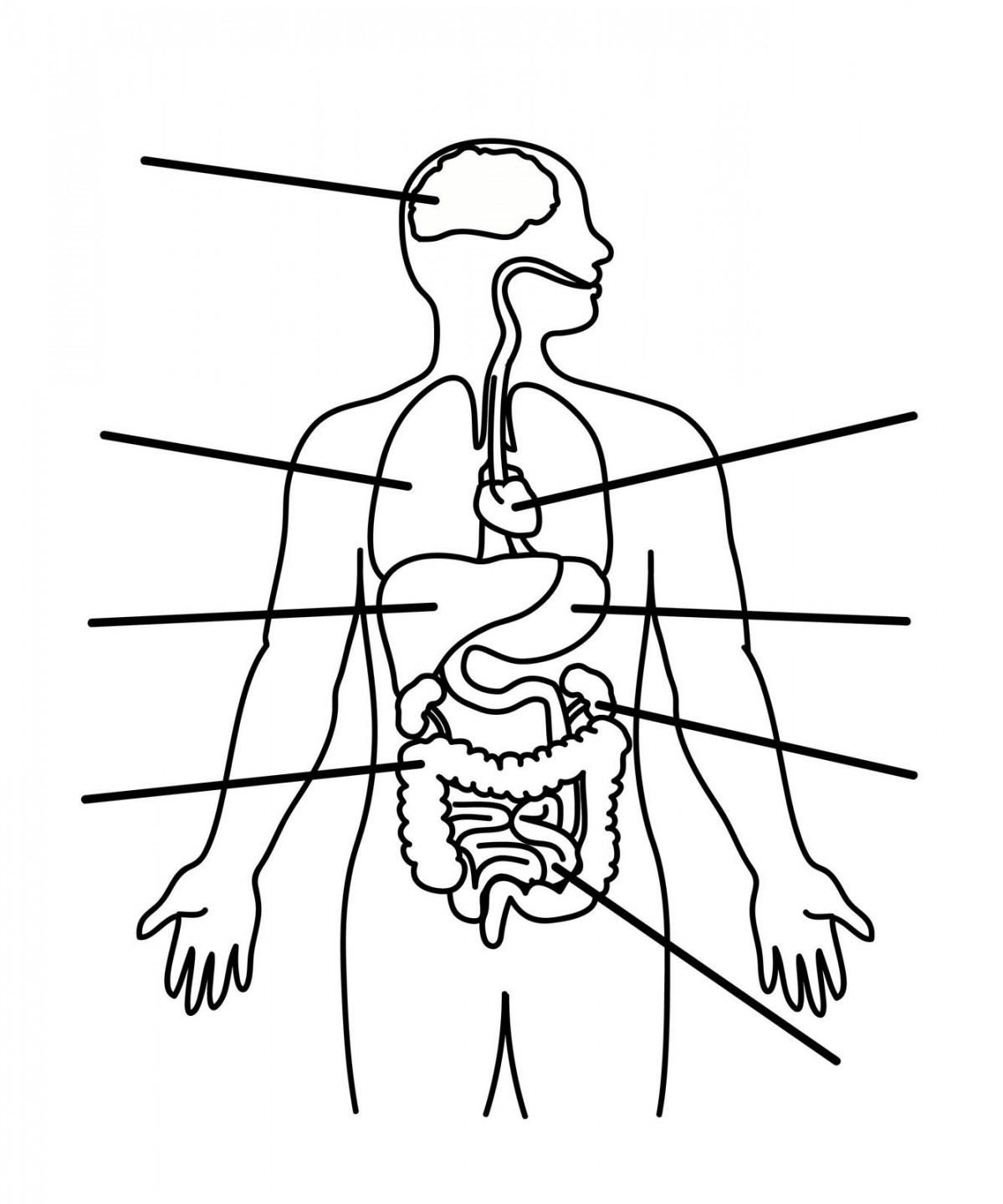 human body illustration free - Google-haku  Human body diagram