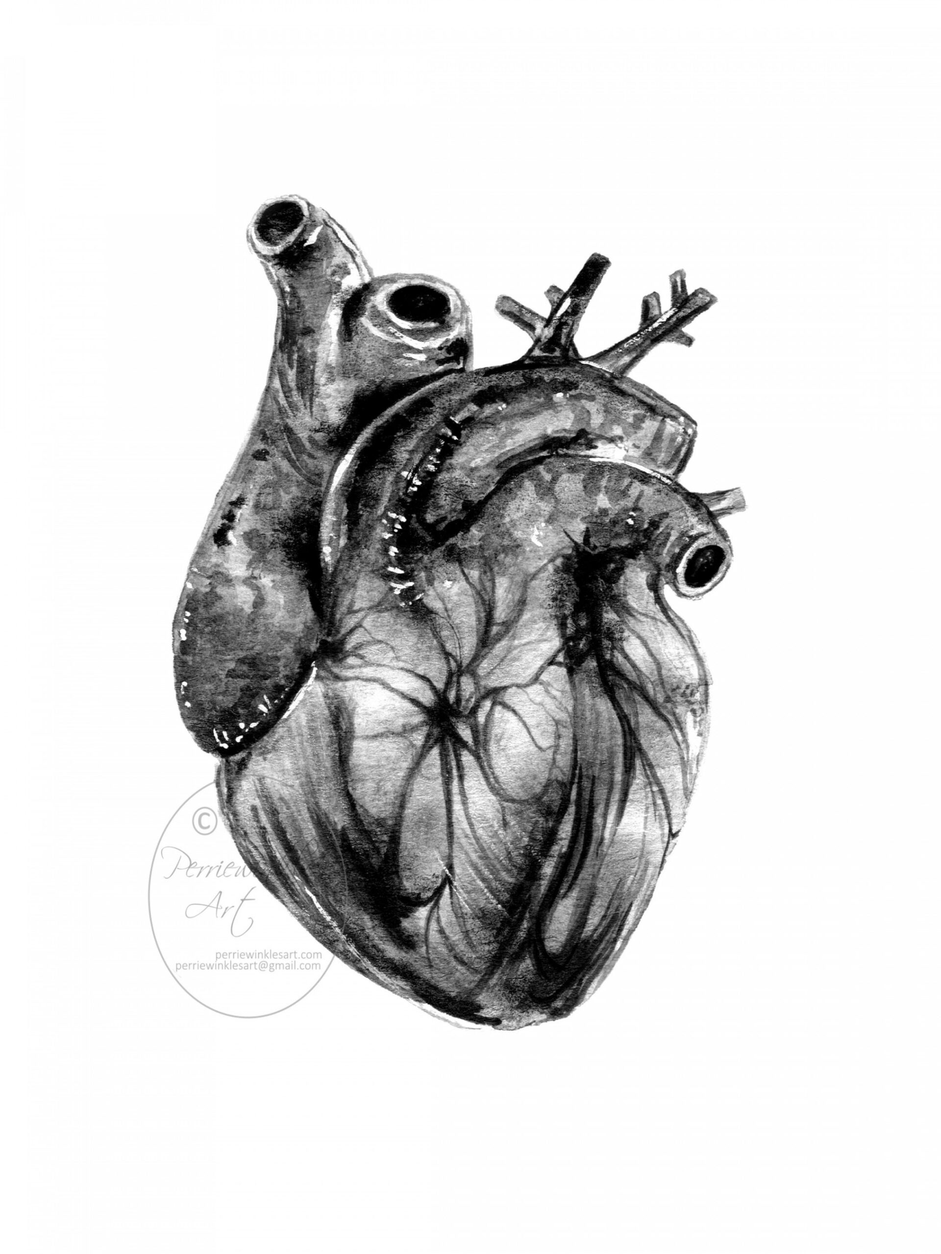 Human heart, Anatomical Heart, Dark art, Romantic Gift, Art Prints,  Realistic Heart Art, Watercolor Painting, Fine art Print, Perriewinkles