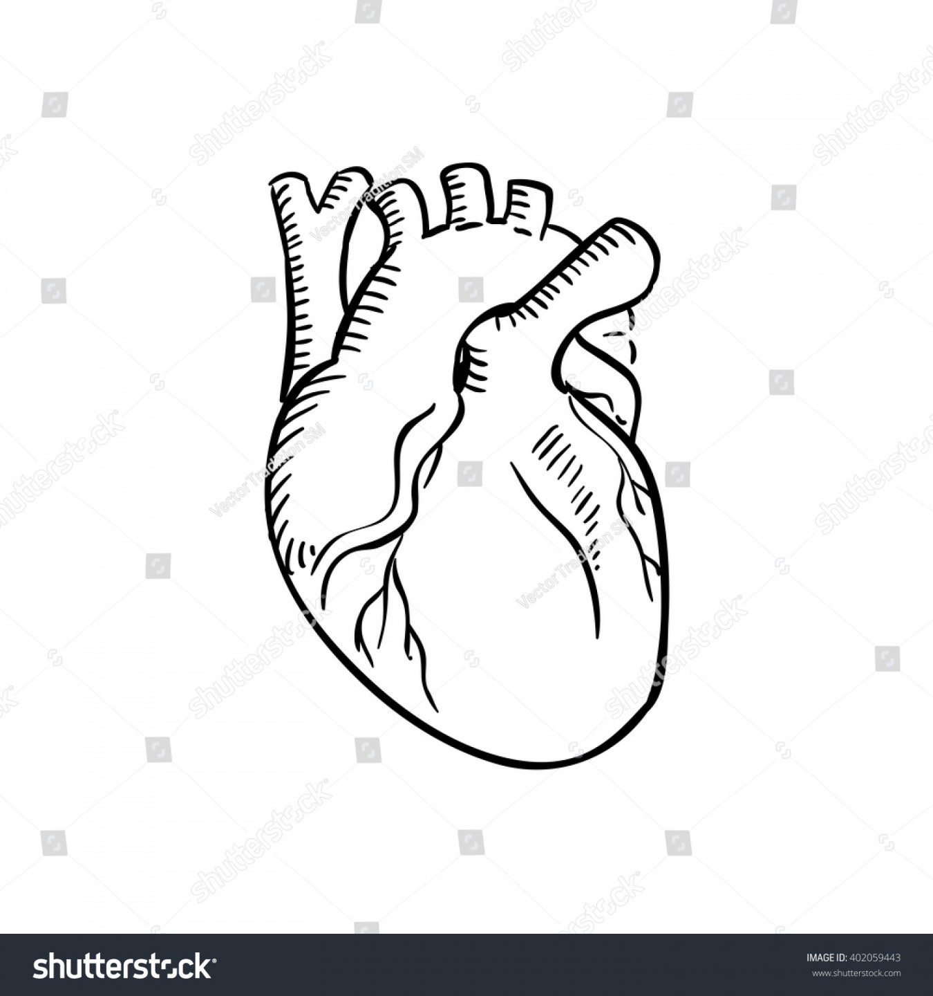 Human Heart Outline Sketch Isolated Anatomical: Stock-Vektorgrafik