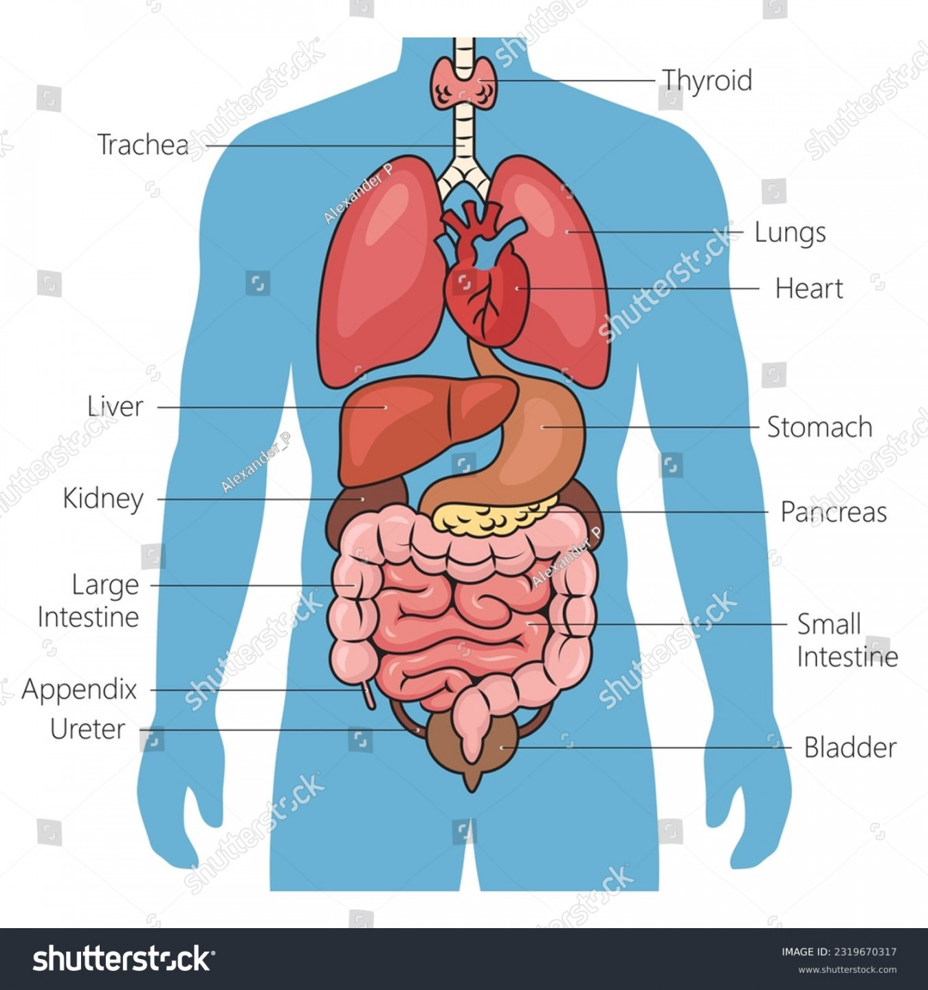 Human Internal Organs Diagram Schematic Raster Stock Illustration