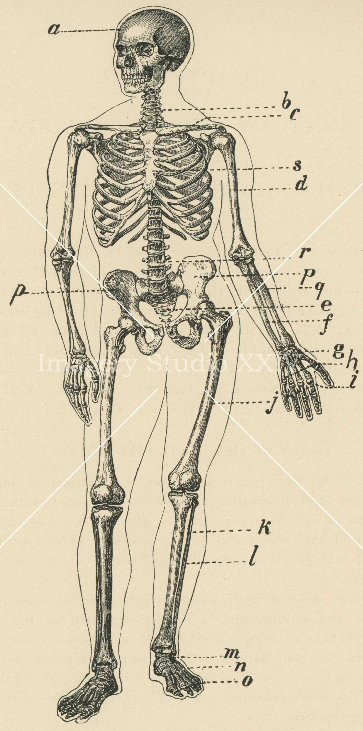 Human Skeleton Drawing Medical Journal Black and White Antique