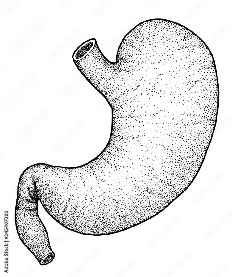 Human stomach illustration, drawing, engraving, ink, line art