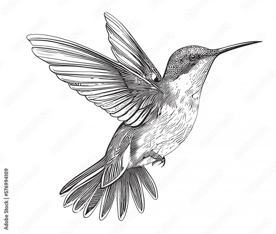 Hummingbird bird beautiful sketch hand drawn illustration Stock