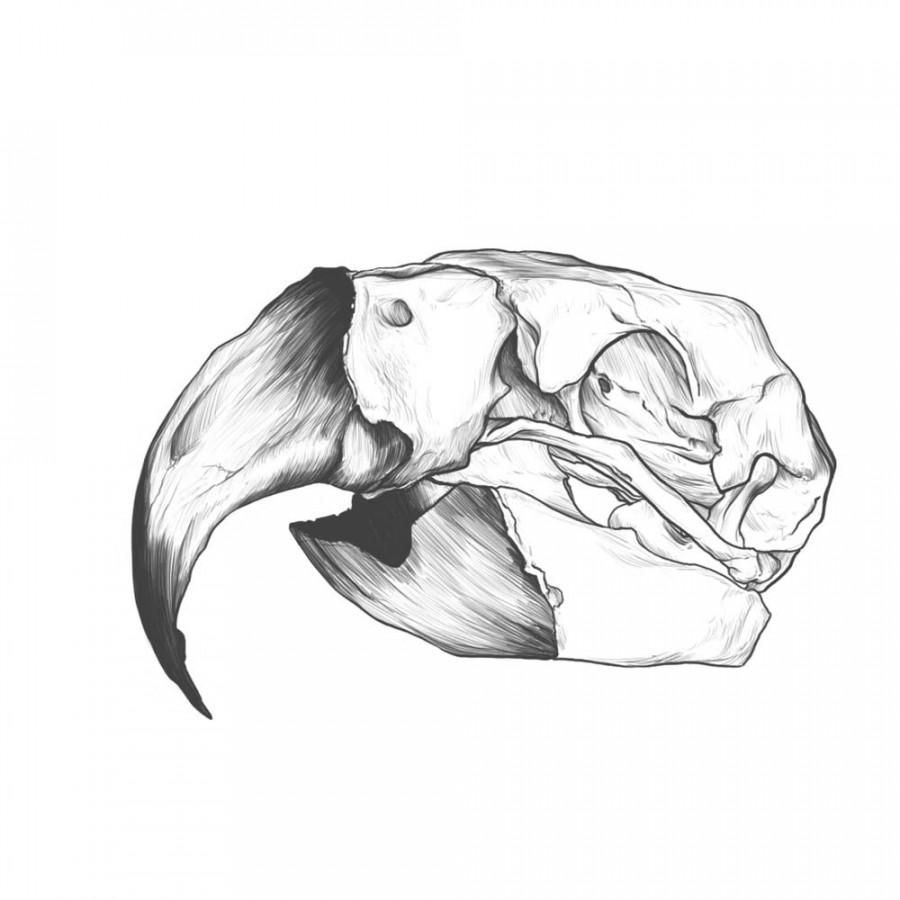 Hyacinth macaw bird Skull Drawing auf Behance