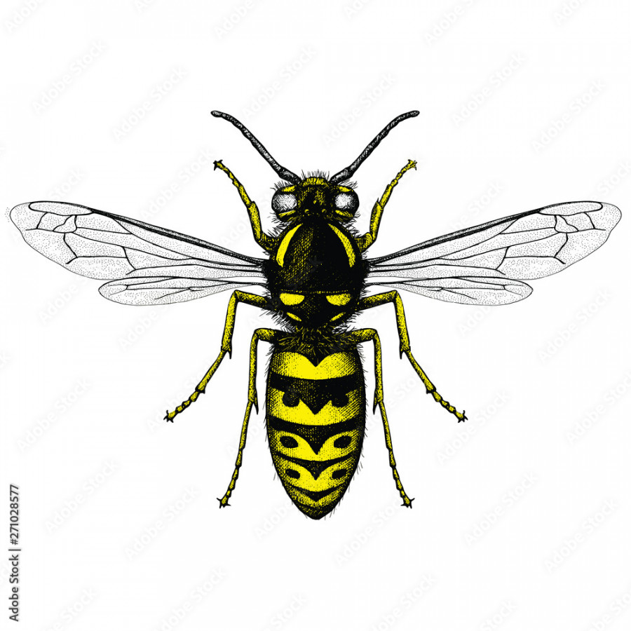 Illustration of a Common Wasp / Yellow Jacket (Vespula Vulgaris