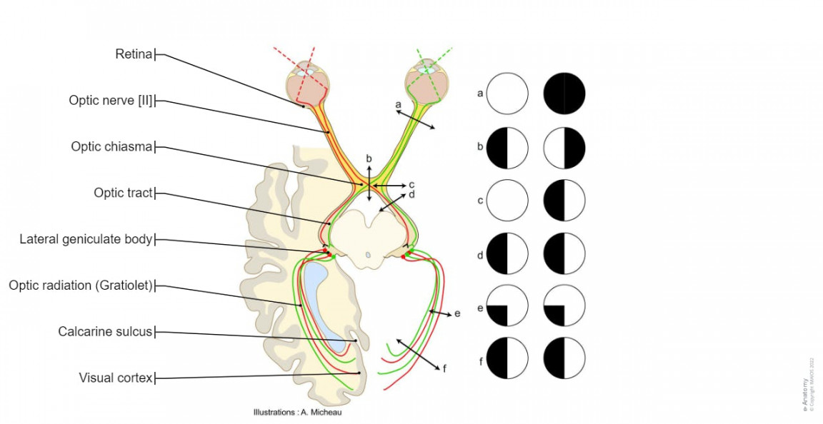 Illustrations and diagrams of the  pairs of cranial nerves  e