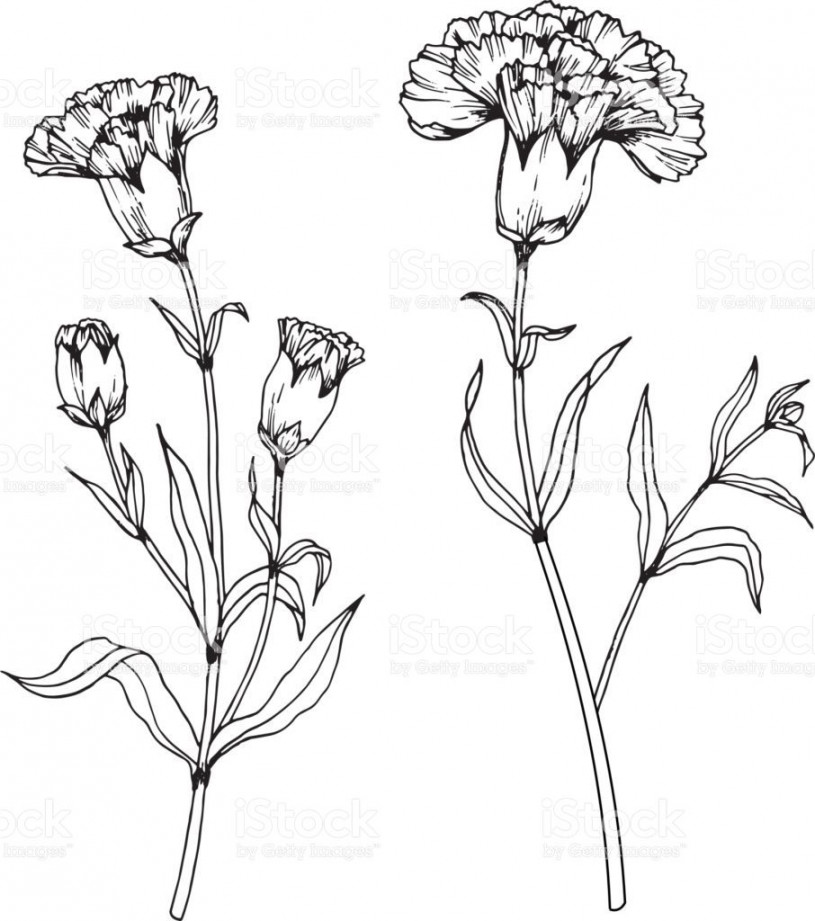 Image result for drawings of carnations in black and white