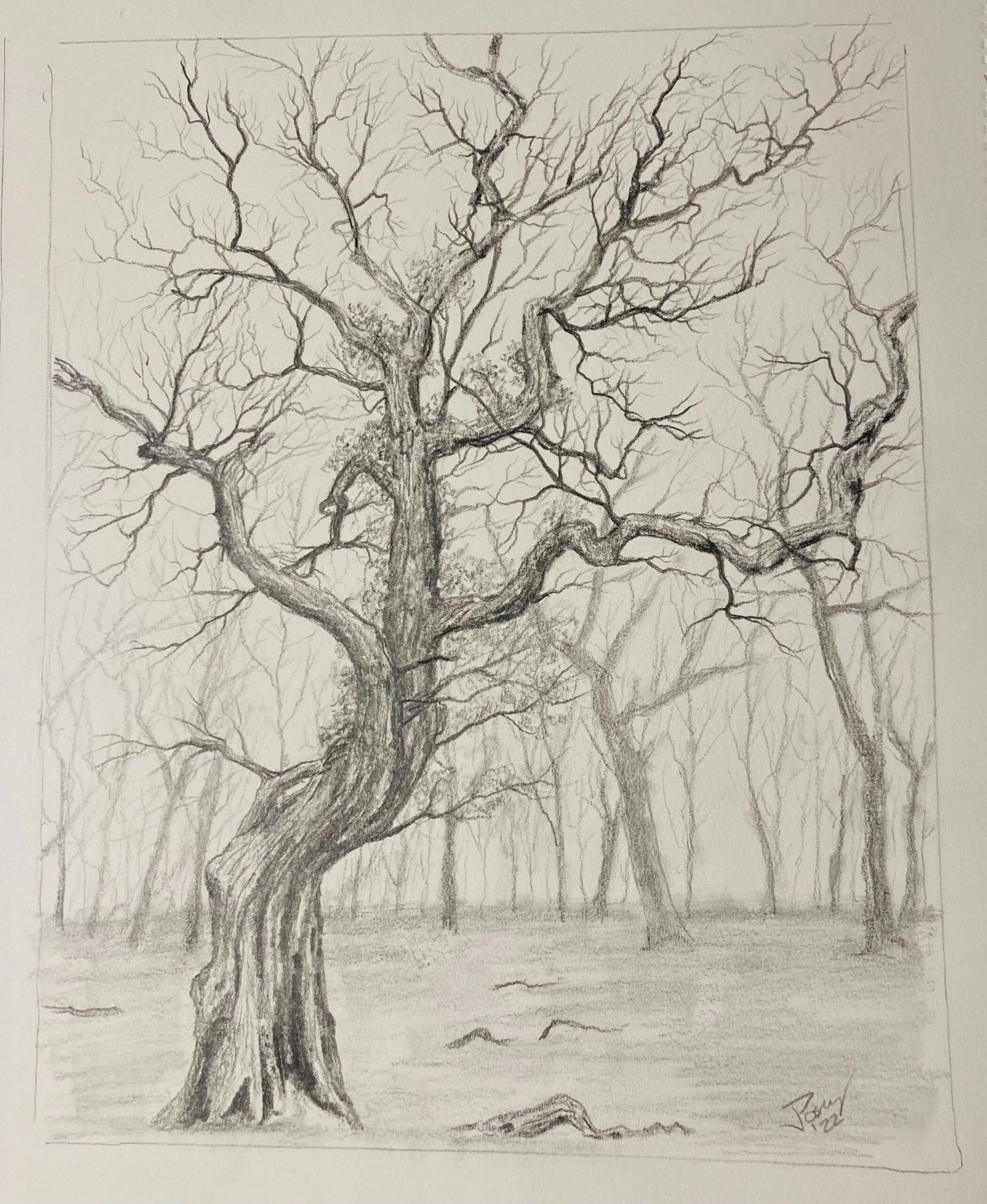 In The Wood pencil drawing trees - Etsy