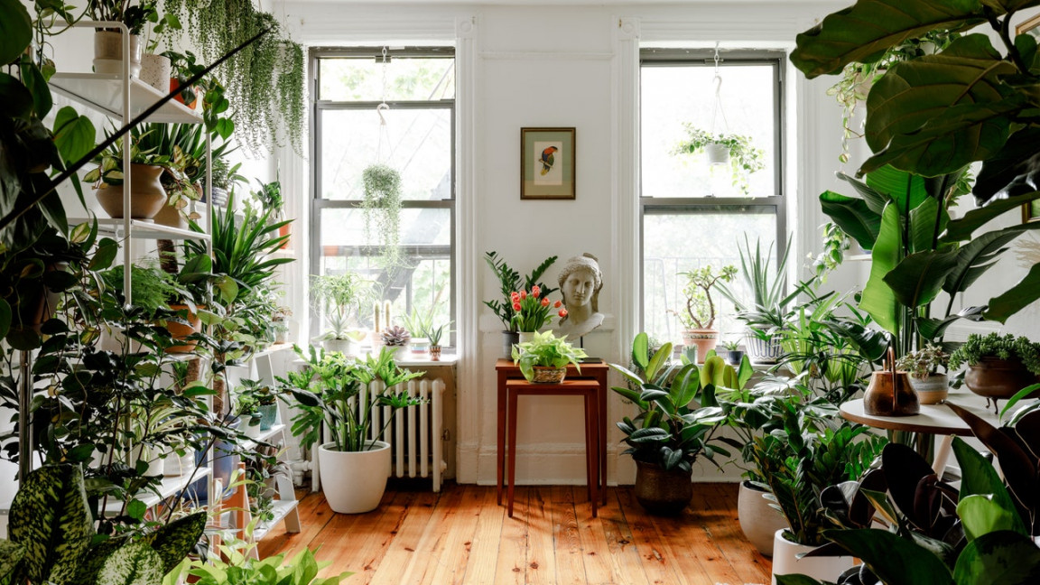 Indoor Plants Liven Up These  Homes  Architectural Digest