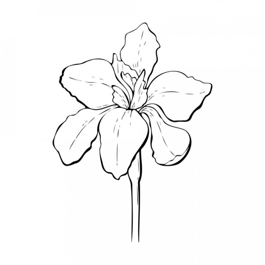 Iris flower contour hand drawn, outline. Isolated