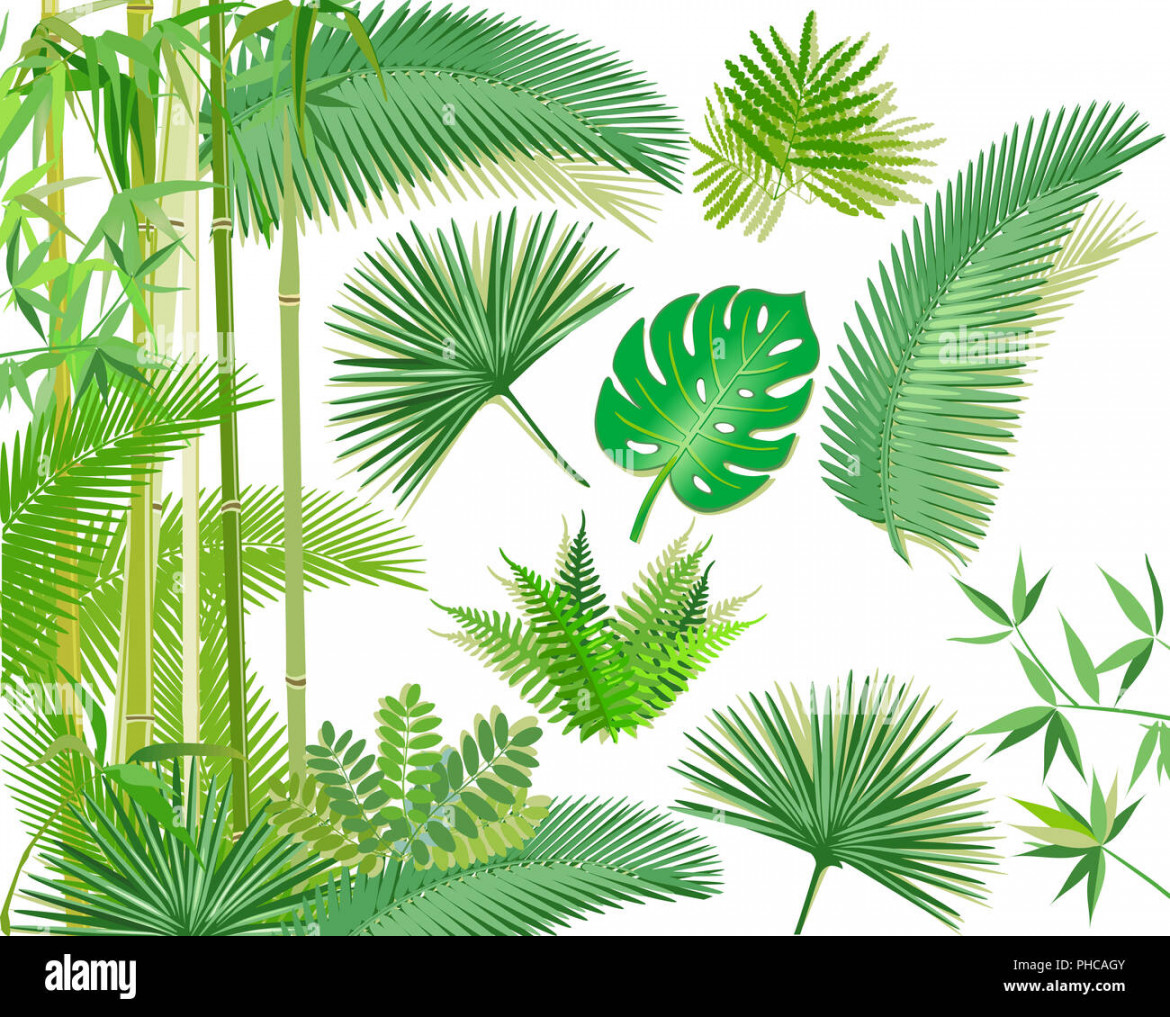 Jungle plants illustration hi-res stock photography and images - Alamy